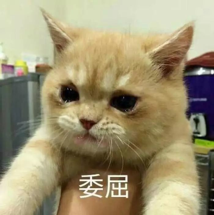 表情包|50张委屈表情包,宝宝心里苦,但宝宝不说!