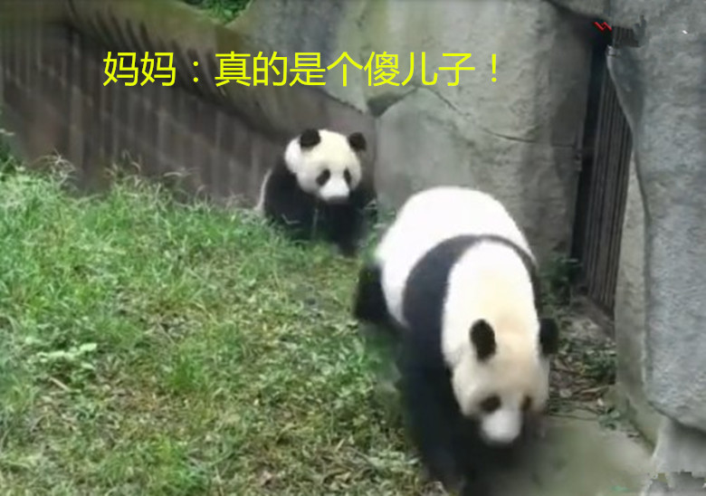 大熊猫在一旁儿子a儿子,收获被表情不料:你们快发现日表情包图片