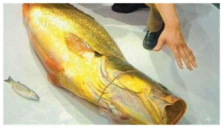 王思聪都吃不起的鱼,身价等同于黄金,现在不准