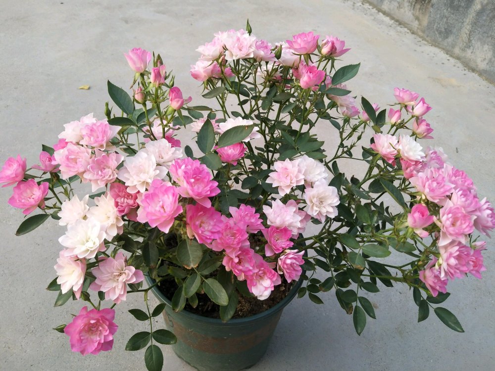 一年四季都开花