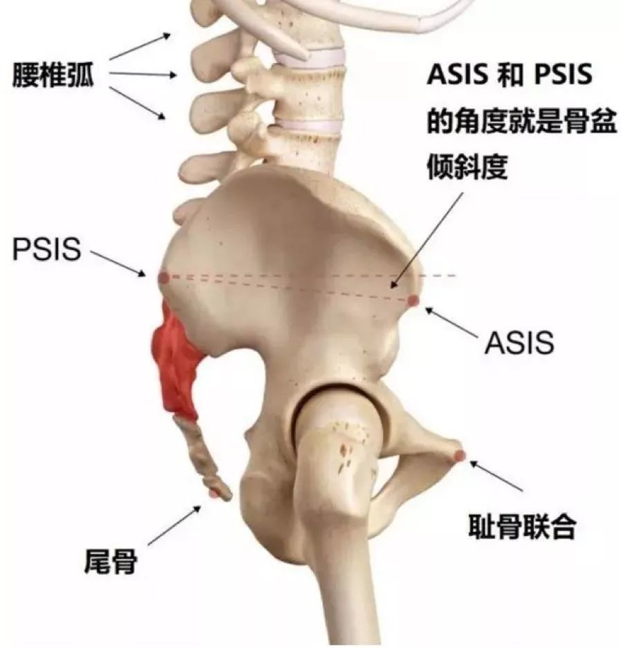 刚才我们知道 骨盆上有众多的"节点" 也就是骨性标志 而对于骨盆前倾
