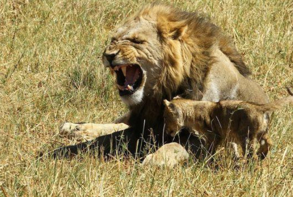 雄狮配合幼狮表演,一声吼叫之后,应声倒地