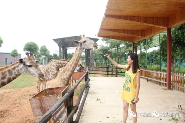 你知道我在等你吗?——平南雄森动物大世界