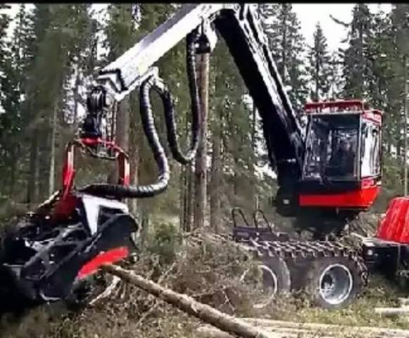 德国人的砍树让人震惊,我的世界观又一次被刷