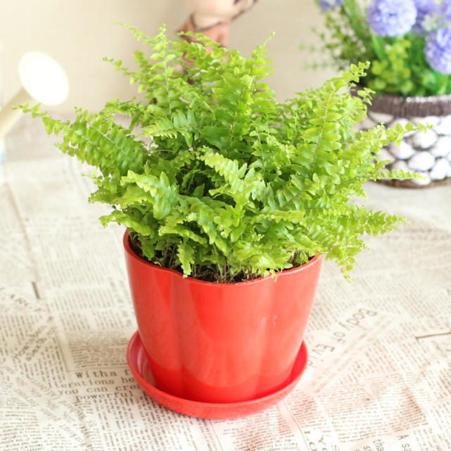 风尾蕨属植物,它的别名很多,主要以其叶形和生态环境来命名,如金鸡尾