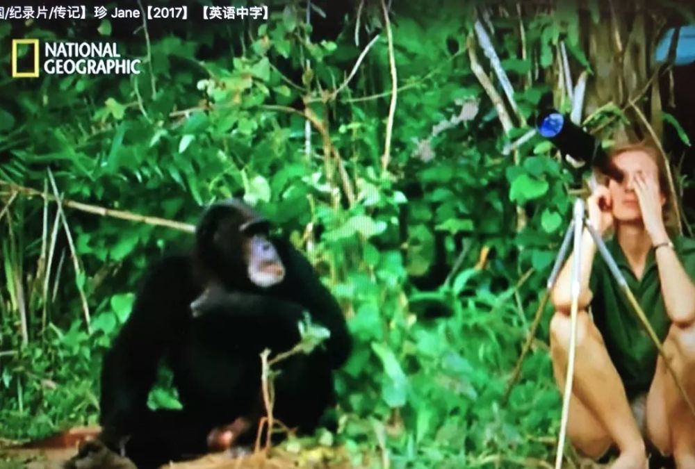 年度必看纪录片!献身大猩猩的“珍·古道尔”:孩子的梦想很重要
