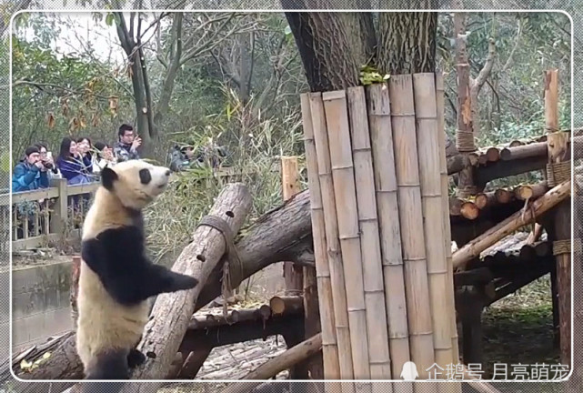 大熊猫堪称熊界爬树小能手,竟也有它爬不上的树,国宝