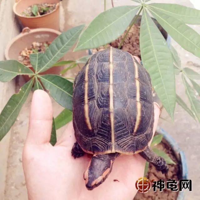三龙骨龟:上古仙龟,周身自带仙气