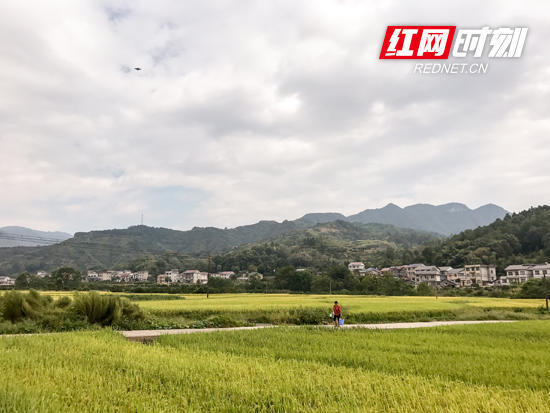 团溪镇人口_团溪镇风景