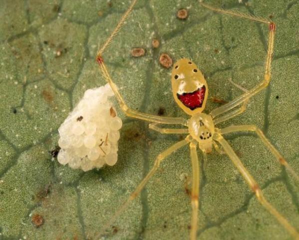 最会摆鬼脸的蜘蛛,它摆起鬼脸来,天敌都会被吓一跳