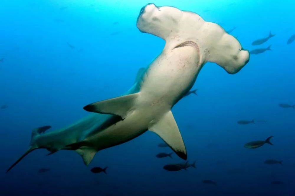 窄头双髻鲨(sphyrna tiburo)是9种双髻鲨中头翼最小的种类,头部看起来