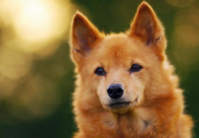 你知道芬兰的国犬芬兰狐狸犬么?一起来了解一下这个尊贵的狗狗吧