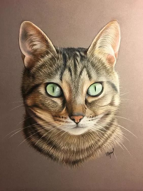 很多人都以为是照片他画的猫咪,生动形象擅长用彩铅画猫咪艺术家