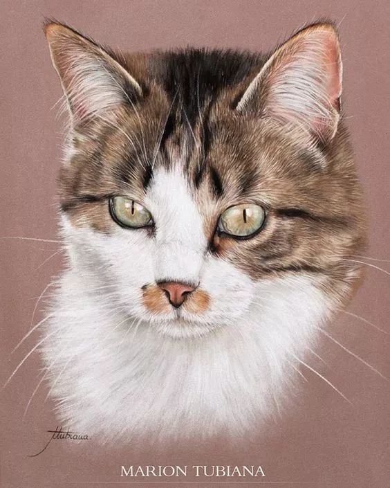 很多人都以为是照片他画的猫咪,生动形象擅长用彩铅画猫咪艺术家
