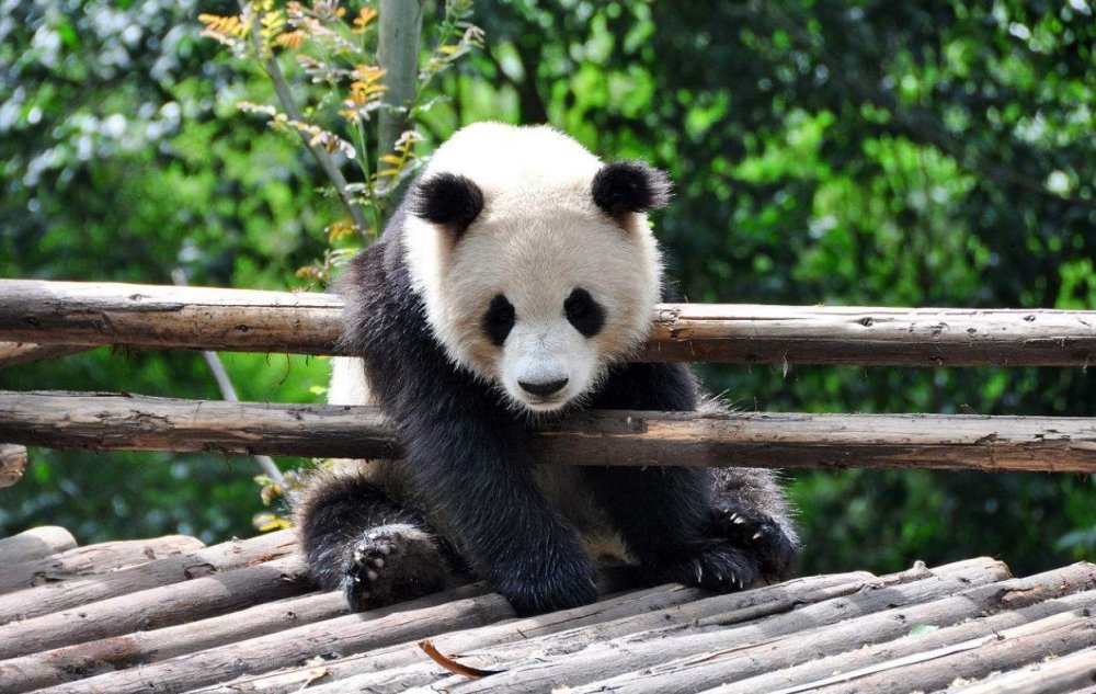 大熊猫如果生气发怒了有多可怕?动物园里有什么动物能够制服它?