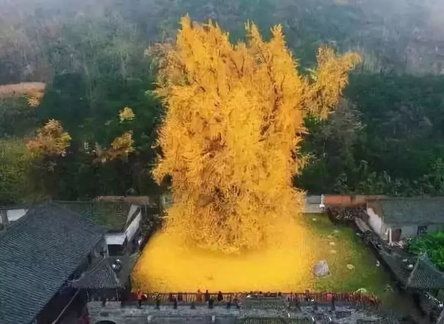 西安古观音禅寺——1400年银杏树让人感叹自身的渺小动辄几百上千年的