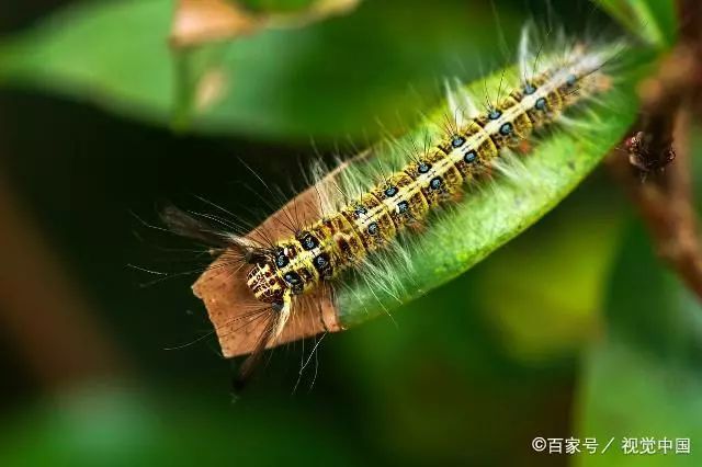 夏天经常蜇人的洋辣子能吃吗?你吃过吗?