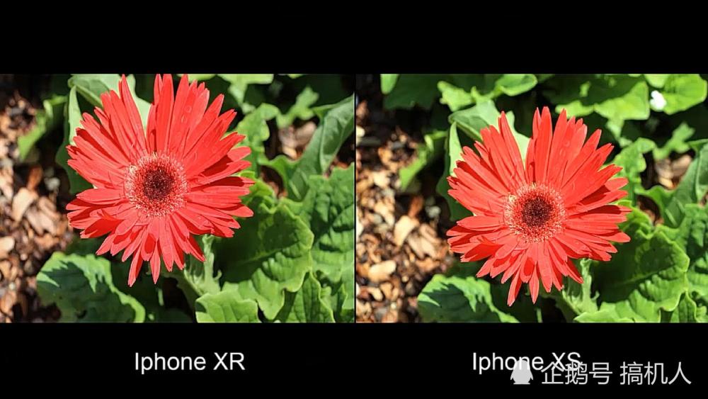 iPhone XR与XS拍照对决:差距没你想的那么大