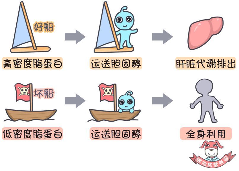 高密度脂蛋白颗粒小,同一面积中个数多,低密度脂蛋白颗粒大,同一个