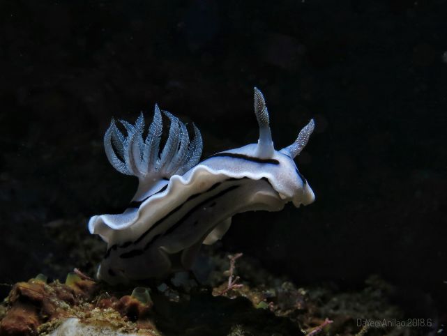 海兔(图:大叶)