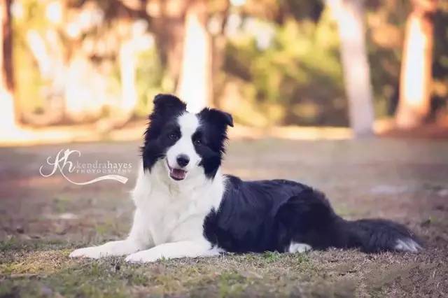 教你判断边境牧羊犬的体重是否标准