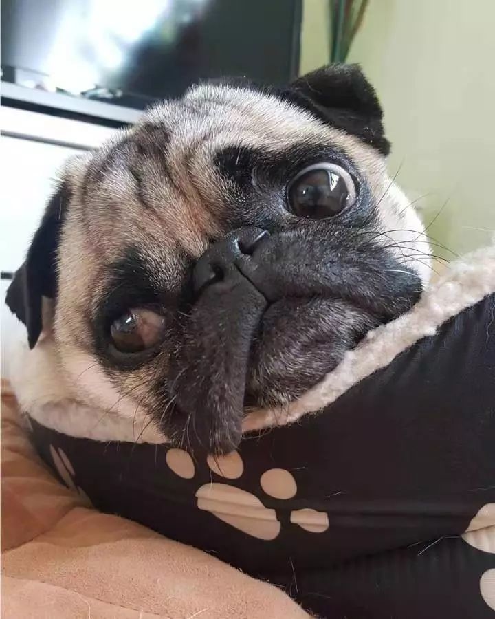 巴哥犬一脸委屈丑萌丑萌的,生就一副人畜无害天生委屈