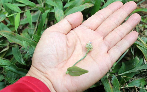 农村的这种痰火草大家认识吗?据说是癌草哦