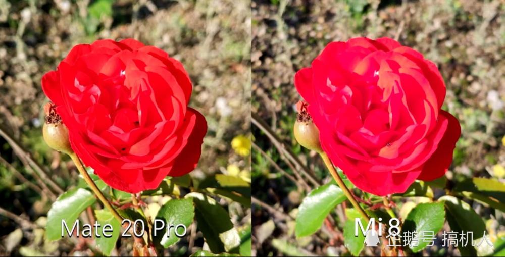 小米8单挑华为Mate20Pro:拍照差距体现在哪