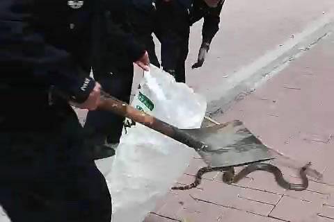 本溪南芬社区现两米长大蛇 手腕那么粗