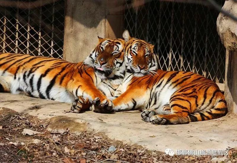 猛禽类动物 水禽类 涉禽类动物 食草类动物 邯郸佛山野生动物园!