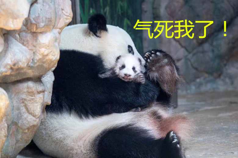 小熊猫不听话气得熊妈怀疑人生,奶妈还没回来,熊妈:我