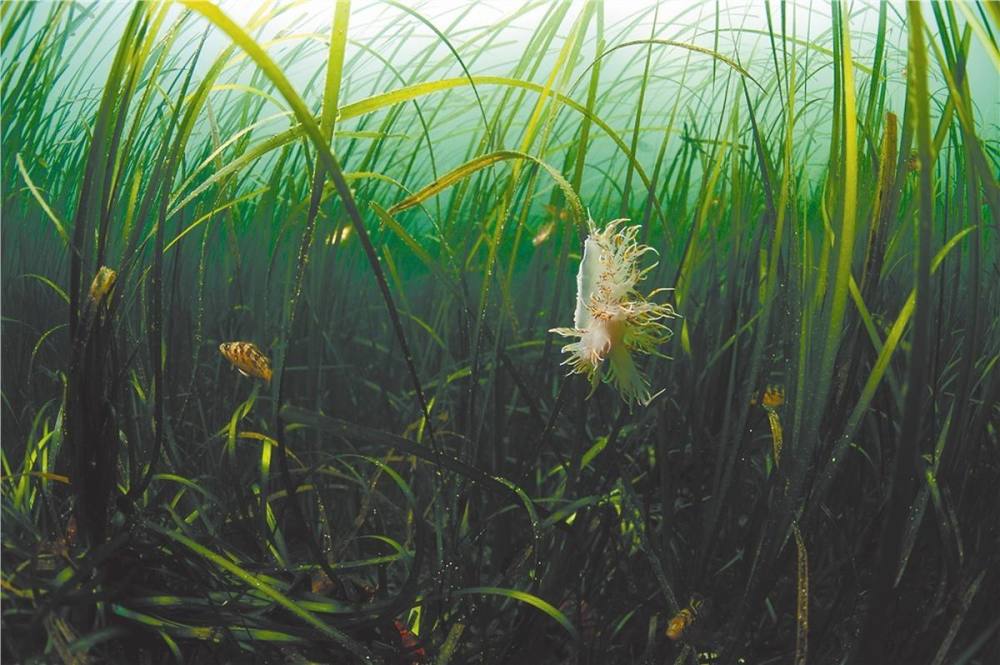 浅海滩的海洋植物