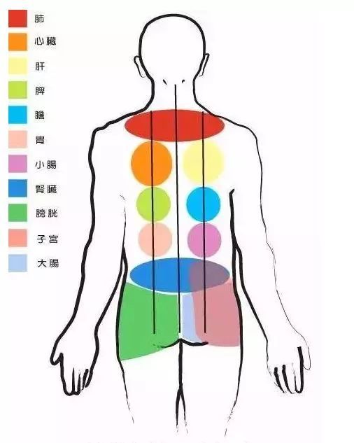 五脏六腑图猜一成语_身体结构图五脏六腑