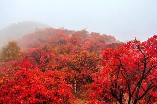 杨朔散文:香山红叶