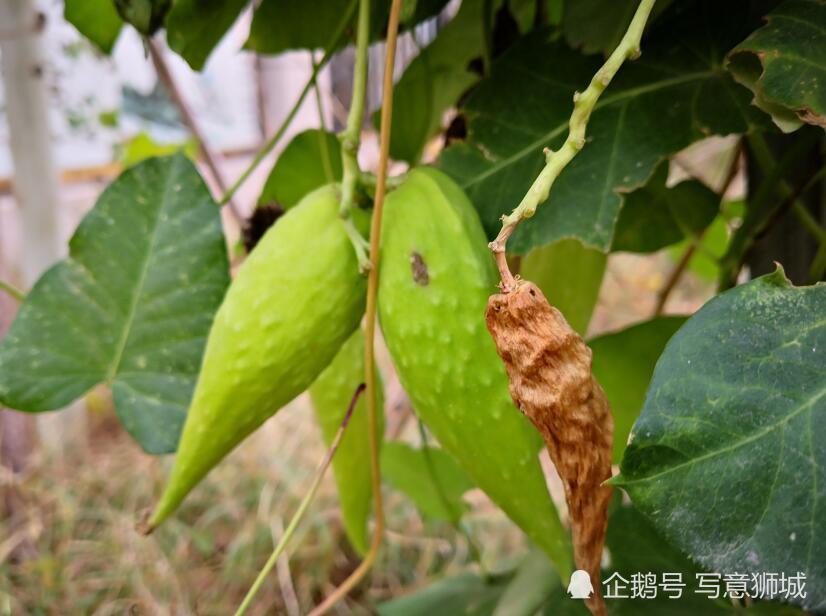 路边野生羊角果是个宝,嫩时可食用,全草能入药,很多人