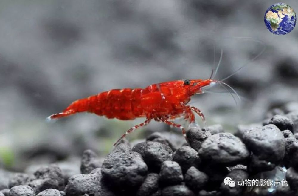 美丽的极火虾,养在水族箱里可比观赏鱼漂亮多