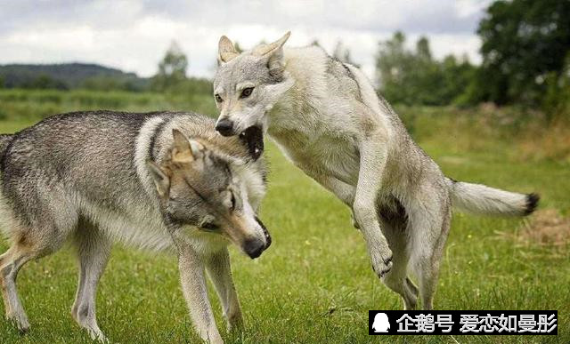 世界上最美的6大狼犬,最漂亮的不是哈士奇,而是微笑天使的它!