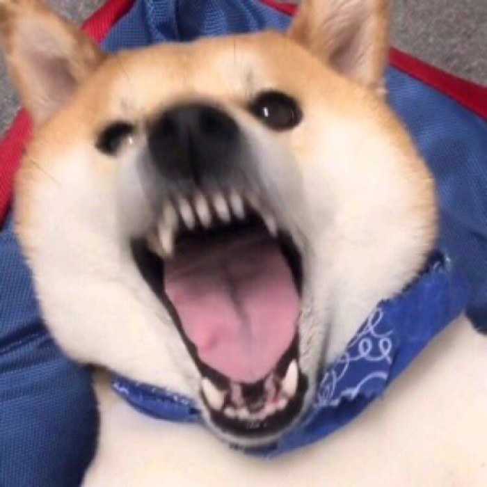 沙雕·搞笑头像·动物:"这什么丑东西快拿走!" "真