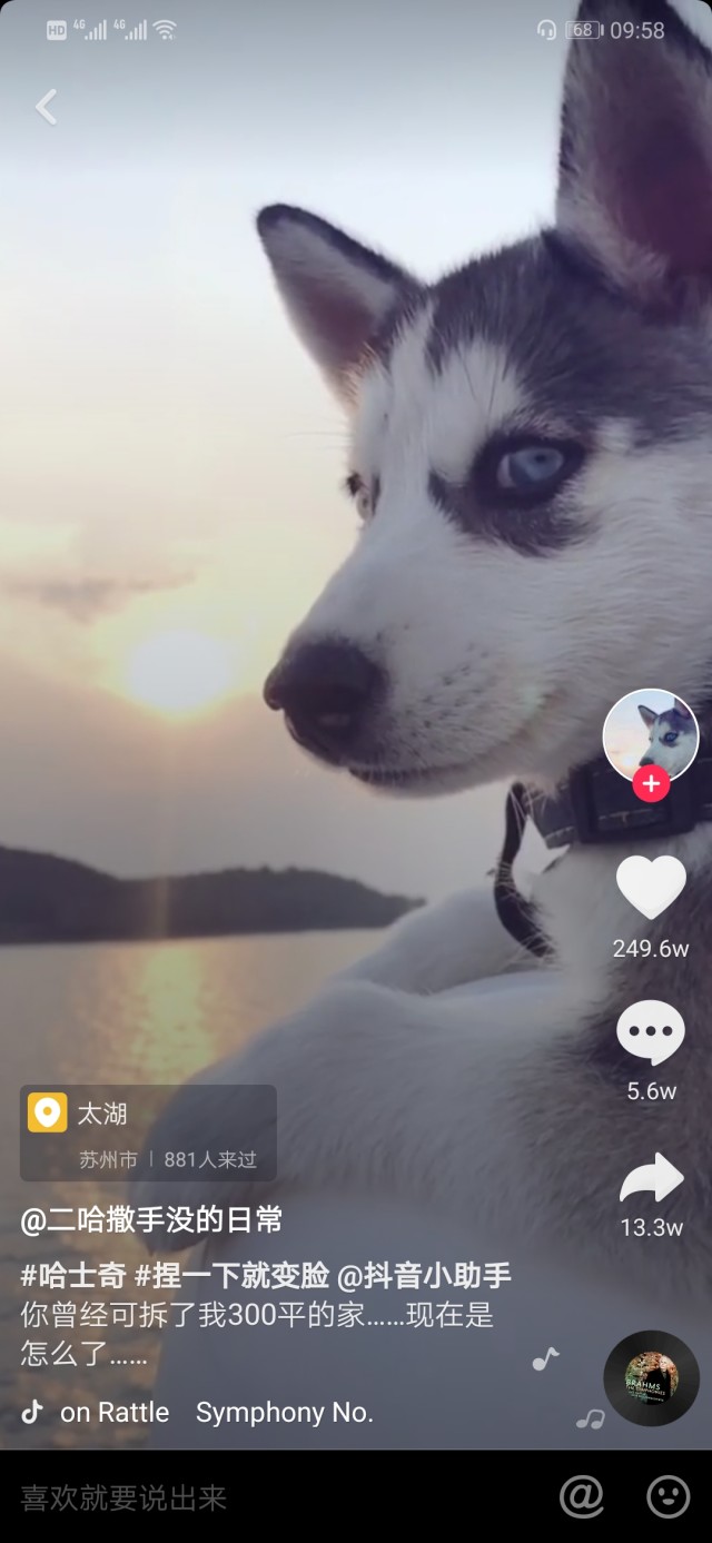 小二哈走红抖音,网友:这是我见过最帅的二哈!