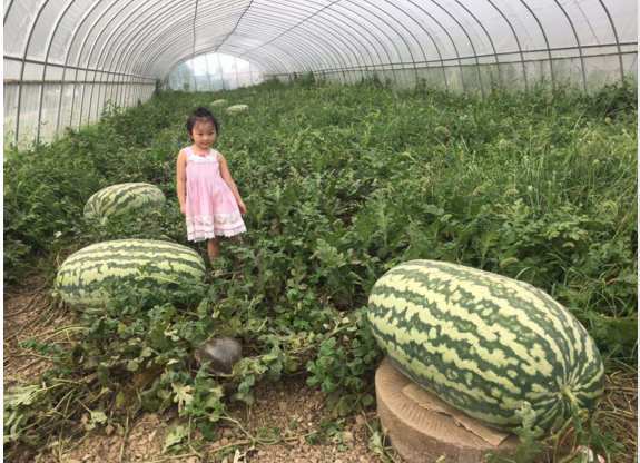 外国人买回巨人西瓜,为何切开之后想哭?