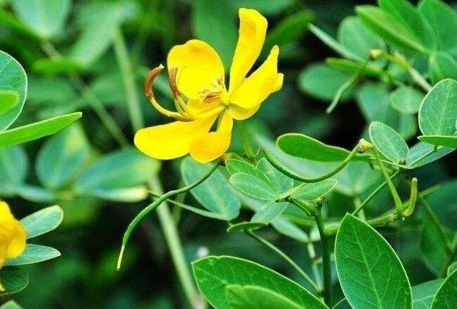 花生叶被称为天然的安神药,但营养师提醒:这