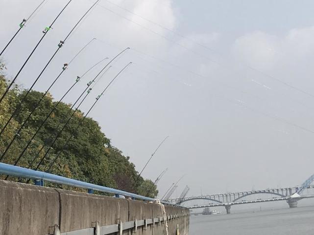 有人在钱塘江一天能钓200斤鱼? 钓友:泛滥只