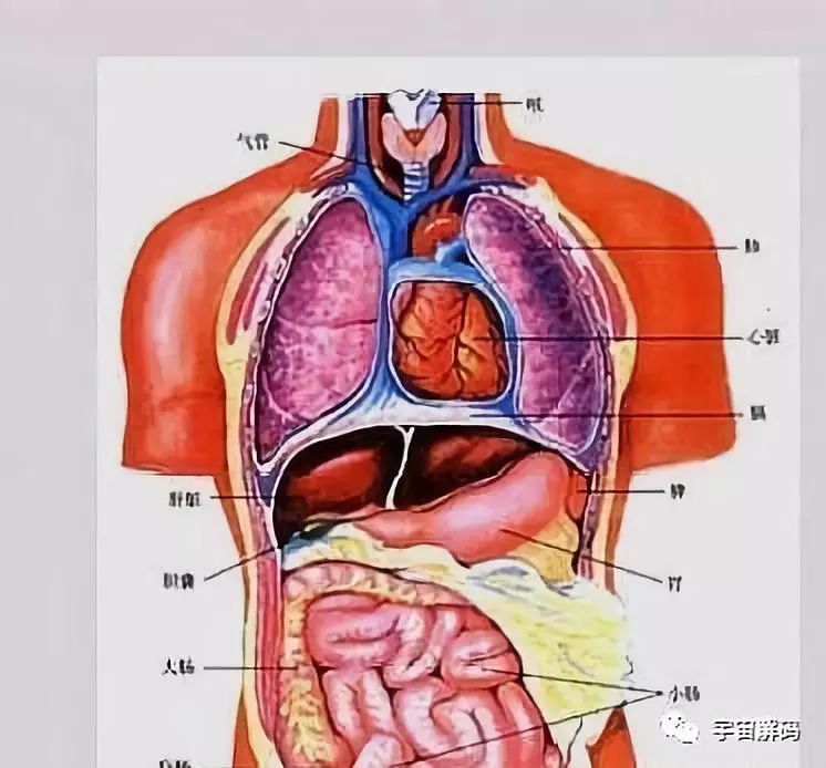 一个刚去世的人所有的器官被迅速换成正常人的,他能活