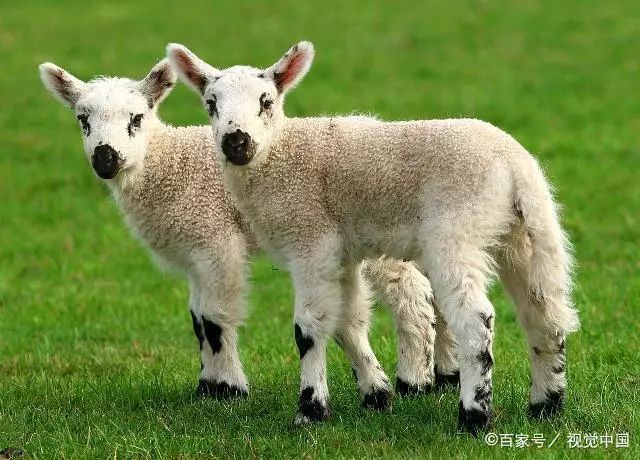山羊和绵羊可以进行杂交吗?有成功的案例吗?