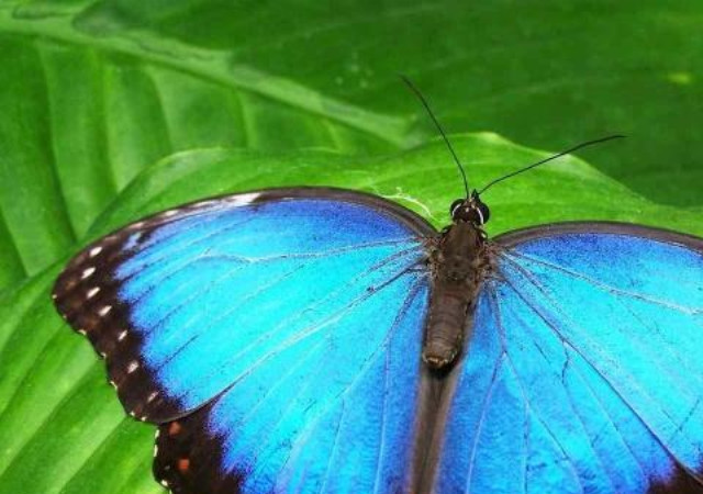蝴蝶界的"选美"前十名,哪一个才是你心目中最美的蝴蝶