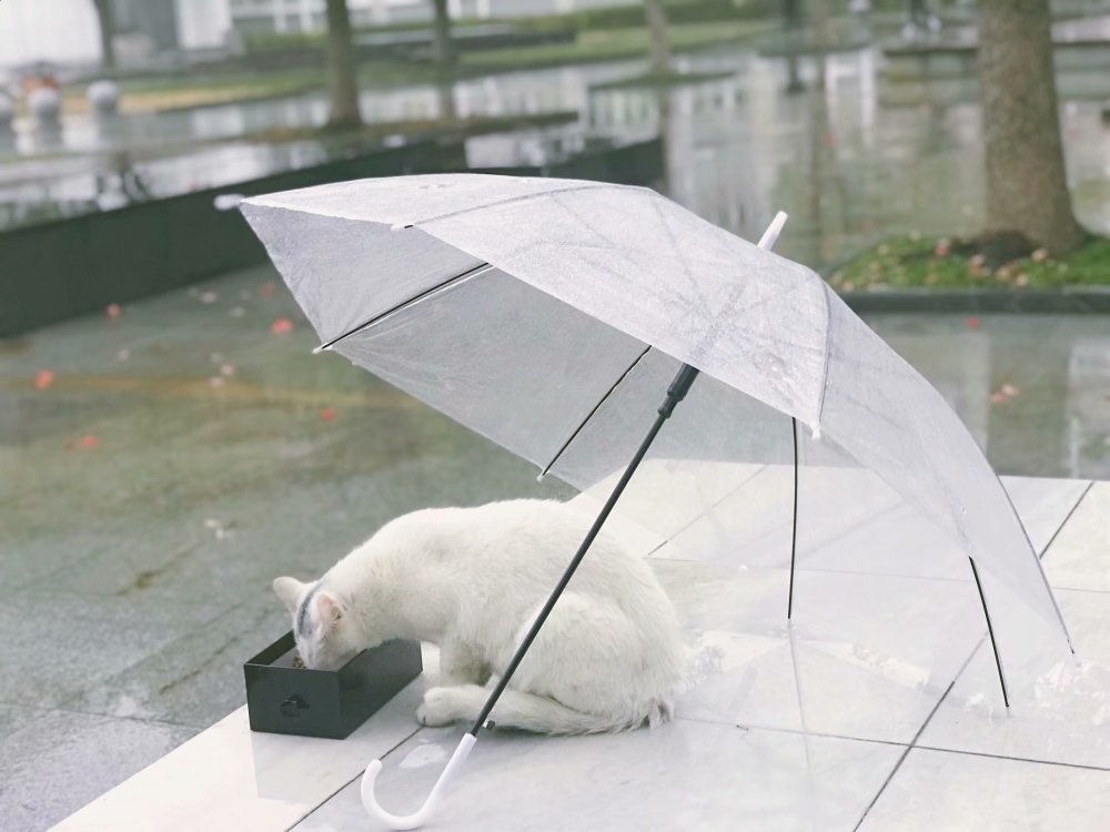 小姐姐雨天打伞喂猫 网友羡慕:小树林蹲着,等小姐姐送