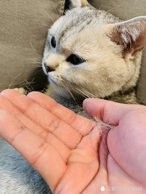 随后宠主还故意把薅下来的毛拿到猫咪眼前让它看,猫咪的表情瞬间就不