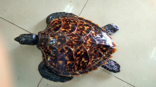 这种海龟叫做"玳瑁",龟壳具有很大的收藏价值,但不能随意捕捉