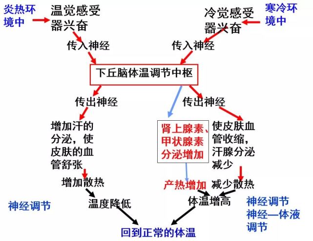 人体热量的来源和去路体温调节的平衡神经调节和体液调节的协调神经
