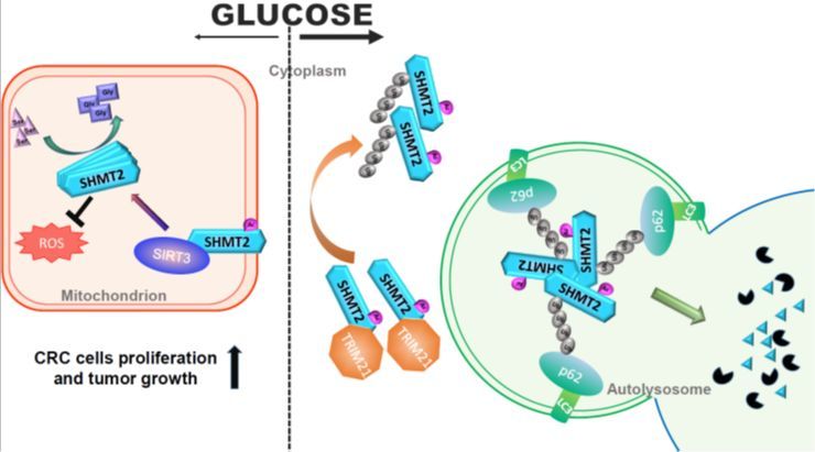 专家揭示长寿基因SIRT3调控结直肠癌的新机制